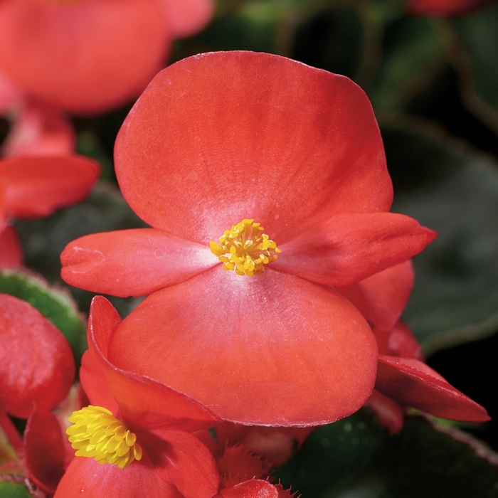 POWERS TO FLOWERS - 8 Begonie Semperflorens Rosse Estive Piante Vere Da Esterno