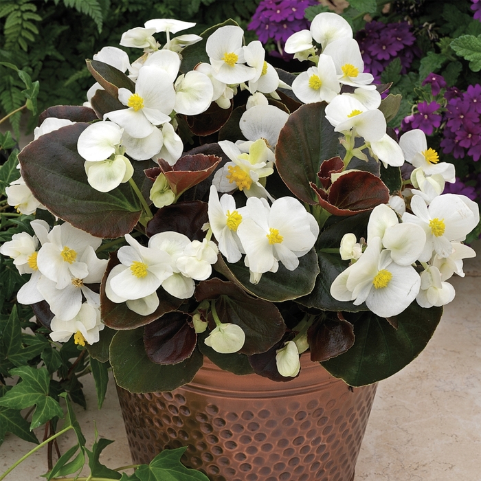 Begonia semperflorens Bada Boom® 'White' (116699)