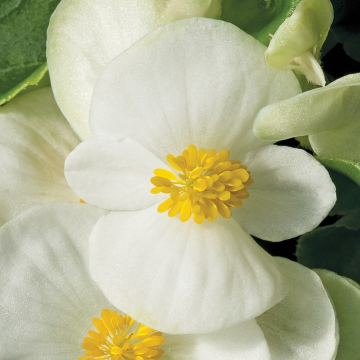 Begonia semperflorens Bada Bing® 'White' (116700)