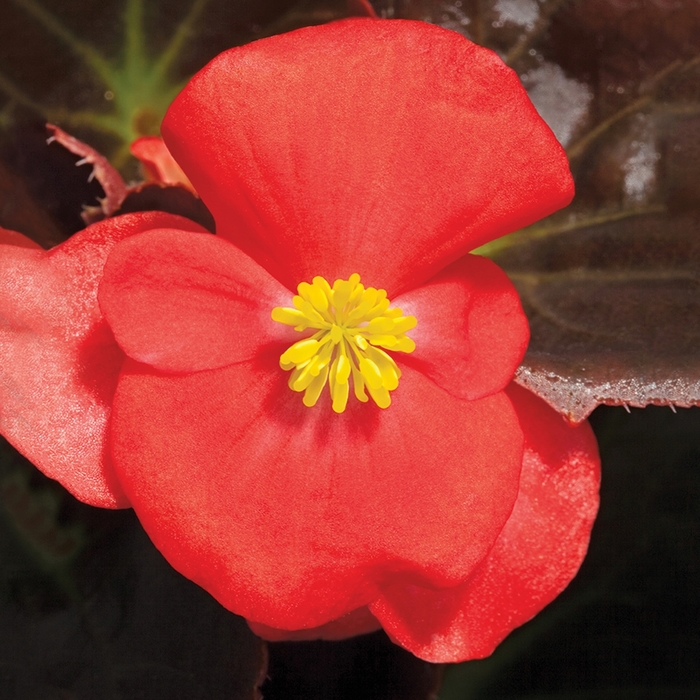 Begonia semperflorens Bada Boom® 'Scarlet' (116702)