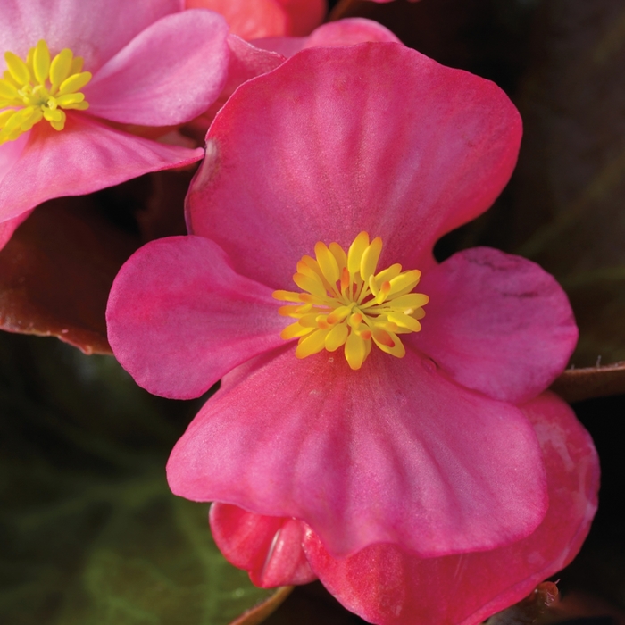 Begonia semperflorens Bada Boom® 'Rose' (116709)