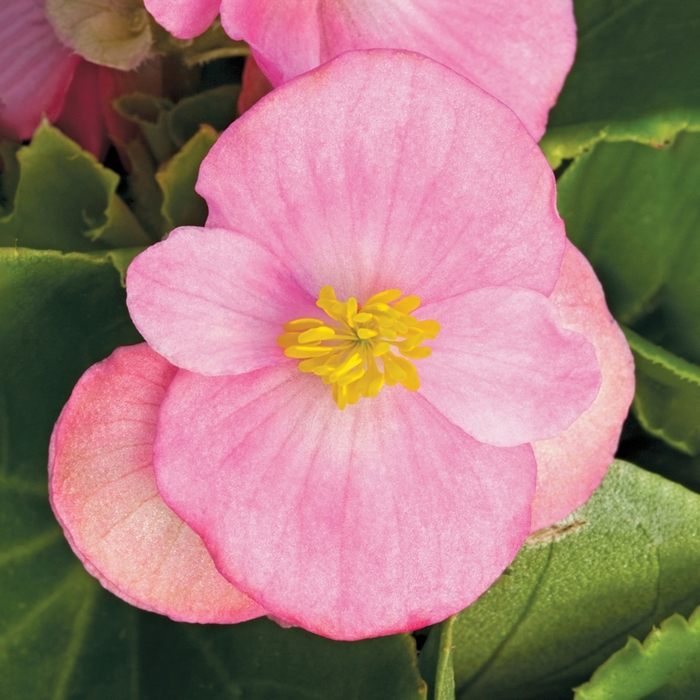 Begonia semperflorens Bada Bing® 'Pink' (116710)