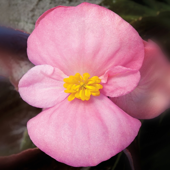 Begonia semperflorens Bada Boom® 'Pink' (116711)