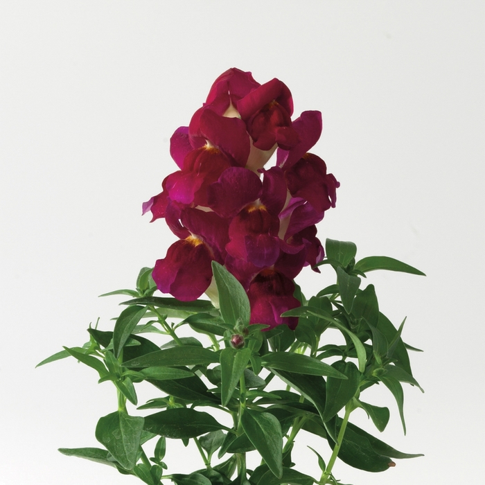 Antirrhinum majus Montego™ 'Burgundy Bicolor' Snapdragon | Garden ...