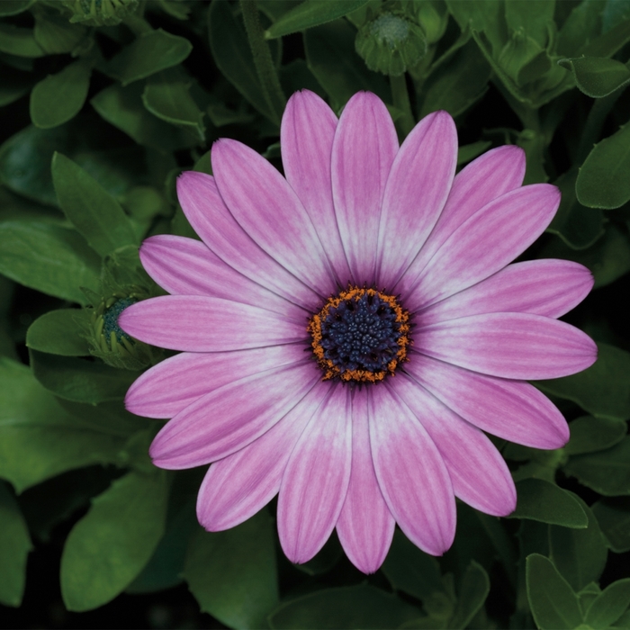 Osteospermum Asti™ 'Purple Bicolor' (117050)