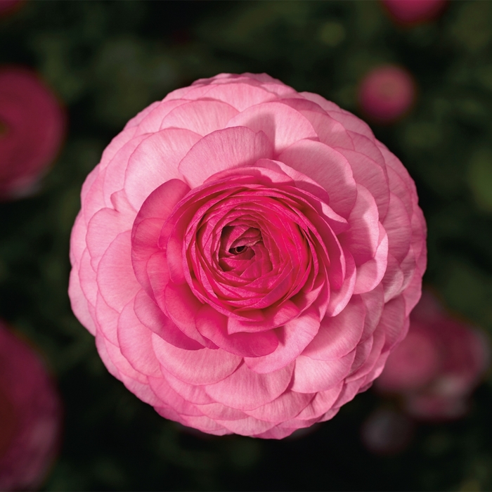 Ranunculus asiaticus Mache™ 'Pink' (117452)