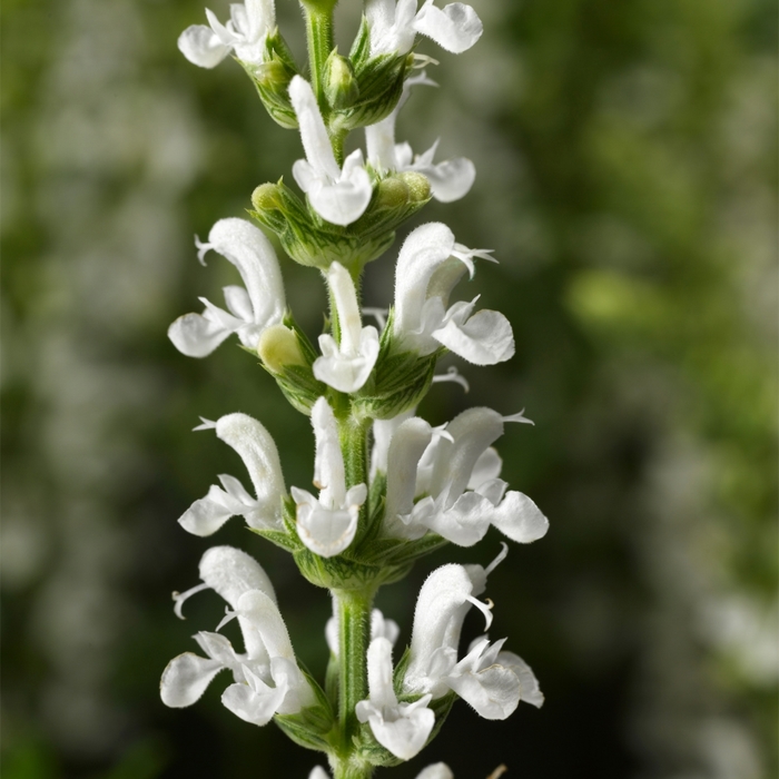 Salvia x superba Bordeau™ 'White' (117542)