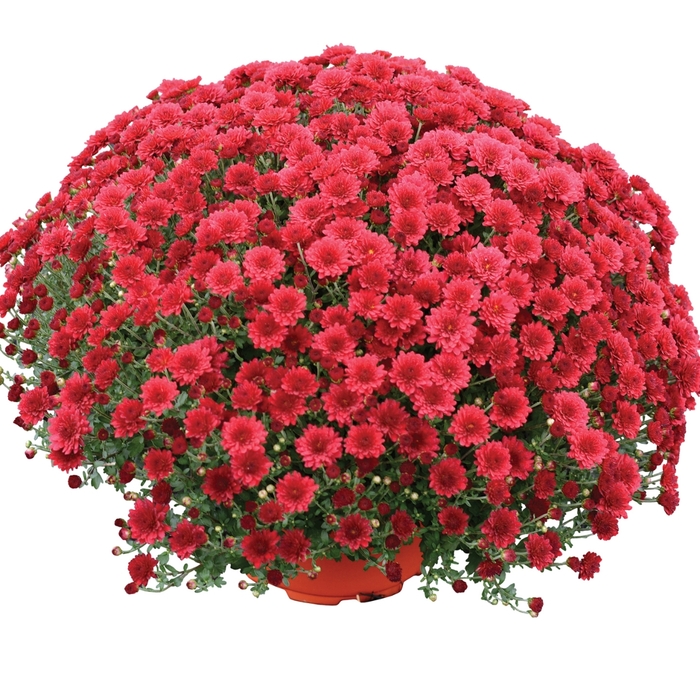 Chrysanthemum x morifolium 'Christina™ Red' (117901)