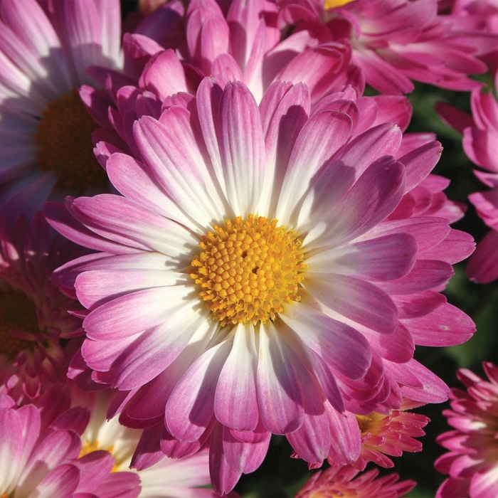 Chrysanthemum grandiflorum Stacy™ 'Pink' Garden Mum | Garden Center ...