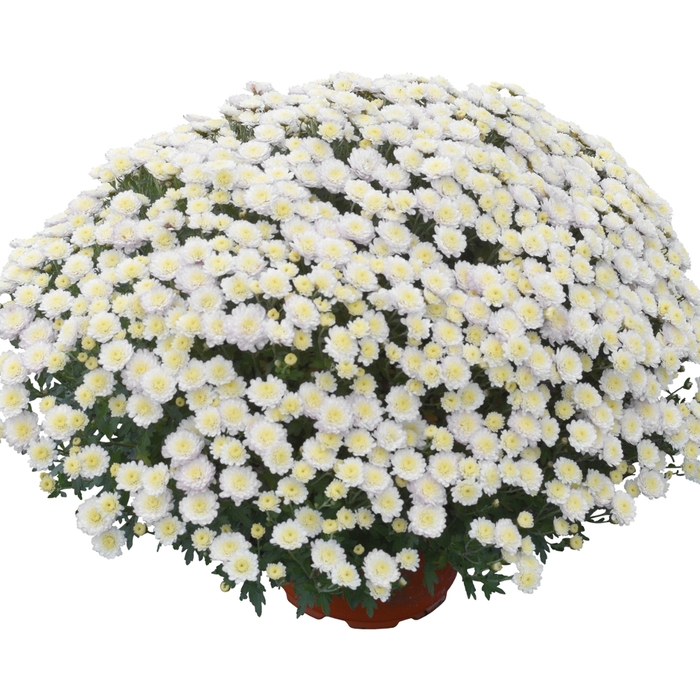 Chrysanthemum x morifolium 'Rhonda™ White' (117913)