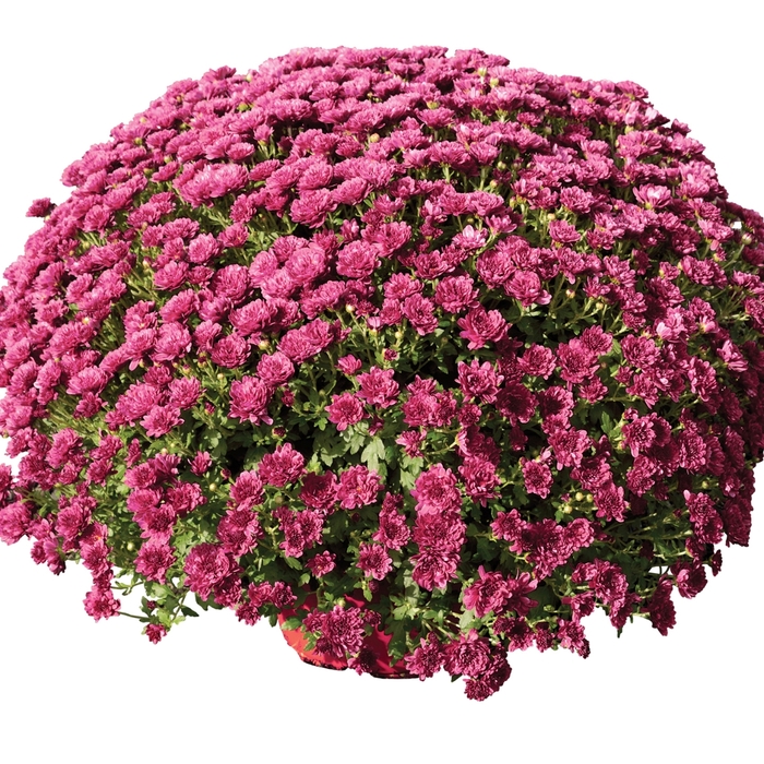 Chrysanthemum x morifolium 'Rhonda™ Purple' (117915)