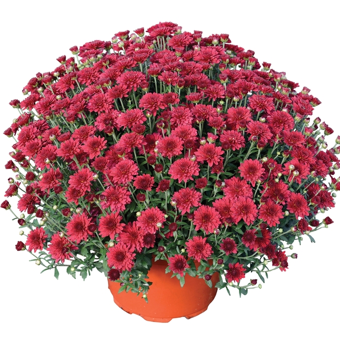 Chrysanthemum x morifolium 'Patty™ Pomegranate' (117918)