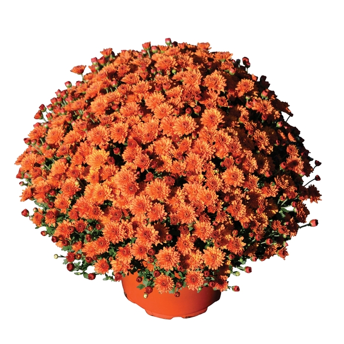 Chrysanthemum x morifolium 'Keeley™ Orange' (117922)