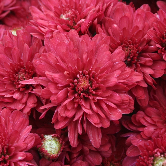 Chrysanthemum x morifolium 'Wanda™ Red' (117923)