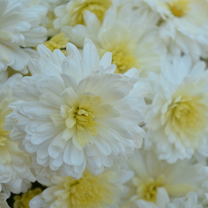 Chrysanthemum x morifolium 'Shannon™ White' (117941)