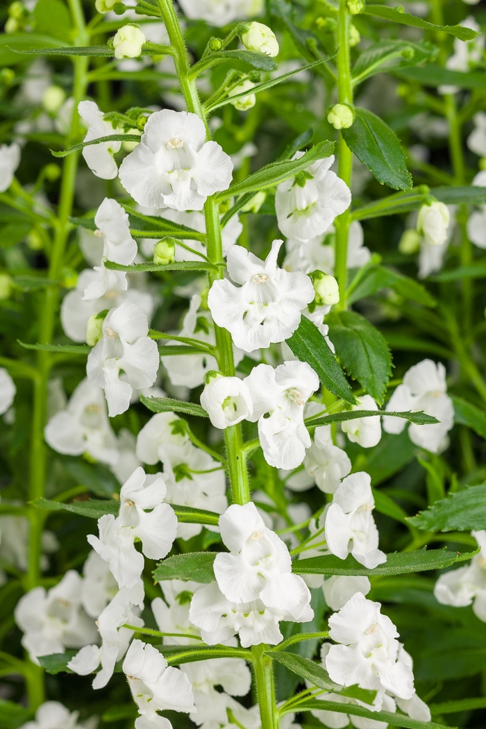 Angelonia angustifolia Angelface® 'Super White' (118348)