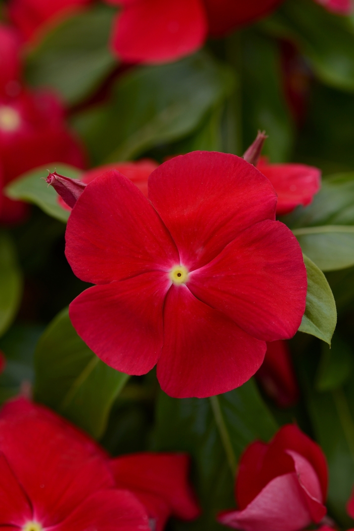 Catharanthus roseus Titan™ 'Really Red' (119023)