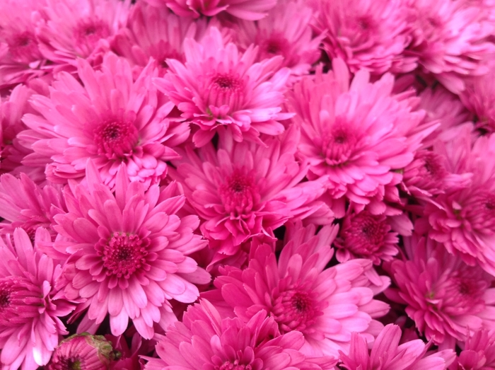 Chrysanthemum x morifolium 'Jazzberry Pink' (119046)