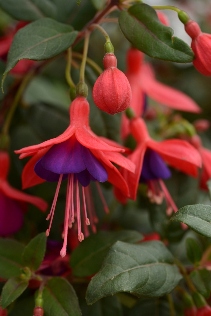 Fuchsia Bellinto™ 'Compact Red+Violet' (119348)