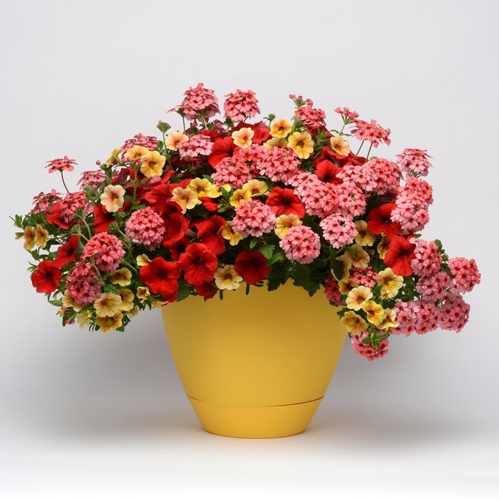 Combination Planter Trixi® 'Who Knew Orleans' (119583)