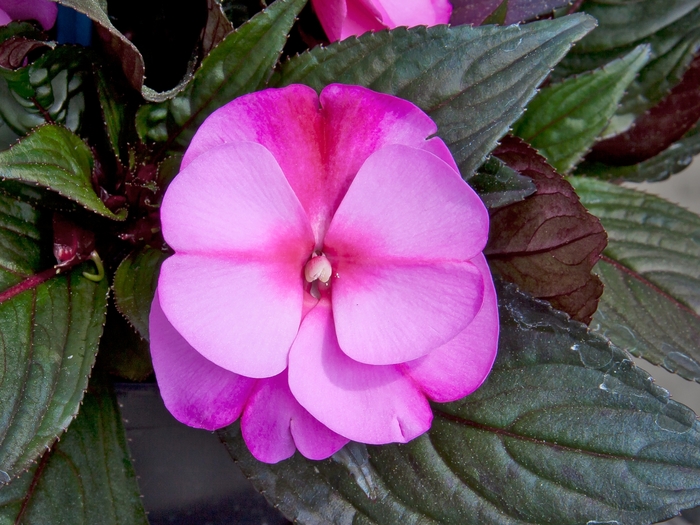 Impatiens hawkeri ColorPower™ 'Orchid Flame' (119940)
