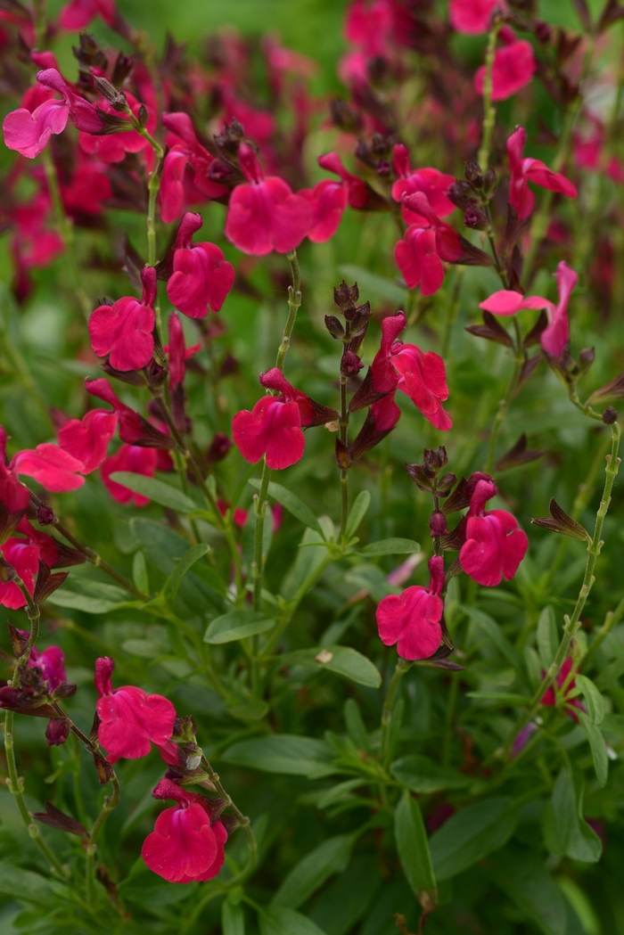 Salvia greggii Mirage™ 'Neon Rose' (120071)