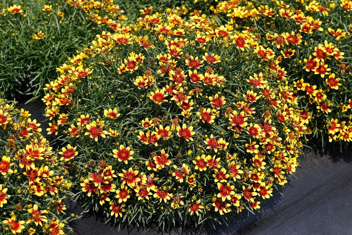 Coreopsis Honeybunch™ 'Red & Gold' (121336)