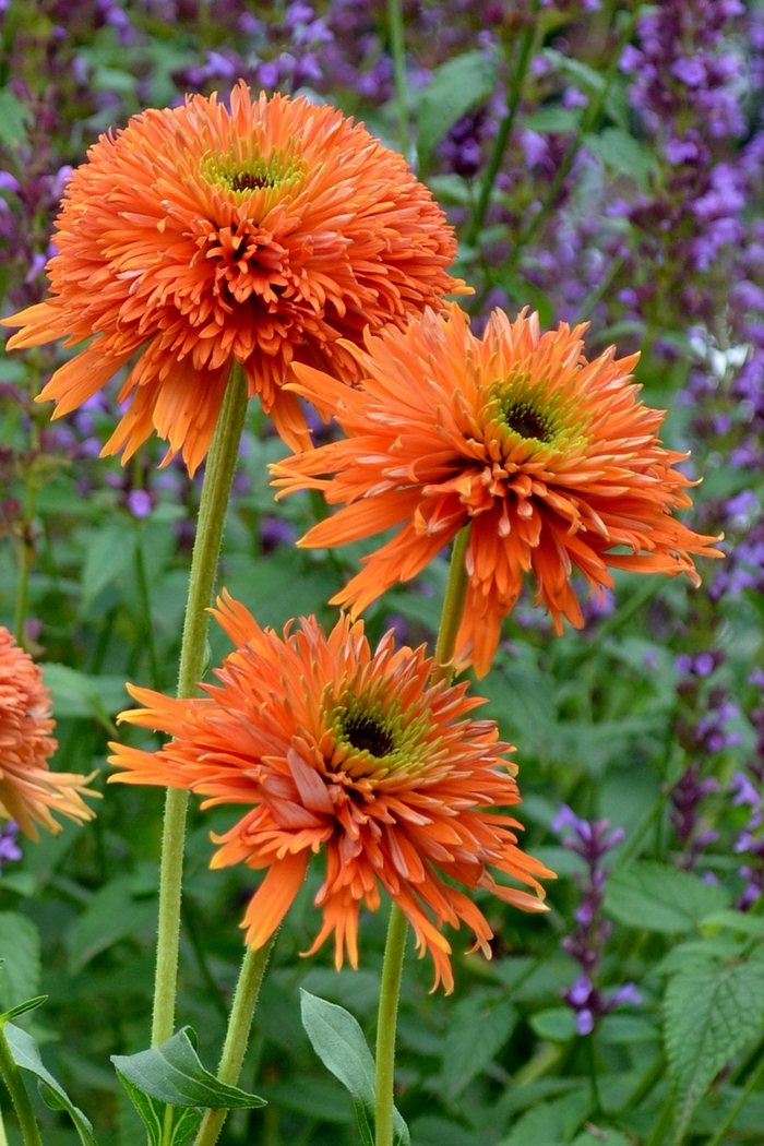 Echinacea Colorburst™ 'Orange' (121447)