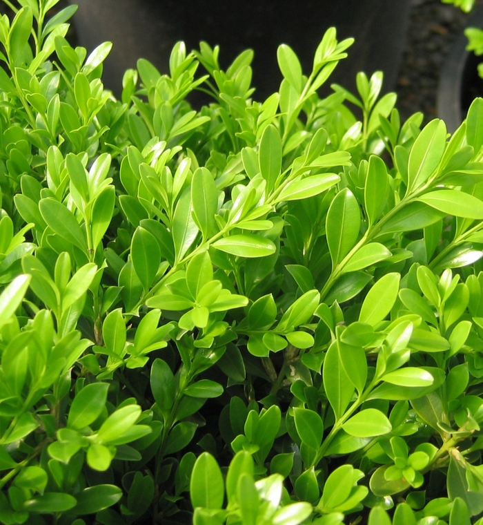Buxus microphylla 'Green Borders™' (123358)
