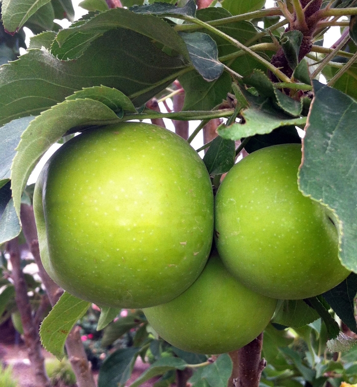Malus Urban Apple® 'Tangy Green™' (123737)