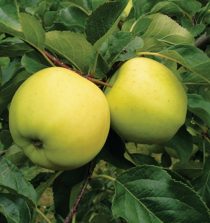 Malus domestica 'Granny Smith' (Semi-Dwarf Apple)