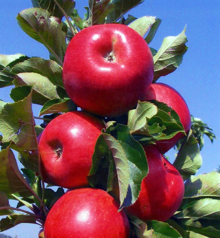 Malus Urban Apple® 'Tasty Red™' (123743)