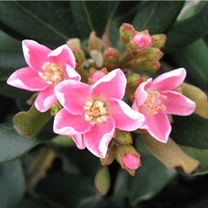 Rhaphiolepis umbellata 'Tickled Pink™' (123780)