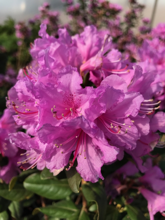 Rhododendron 'Abbey's Re-View®' (123782)