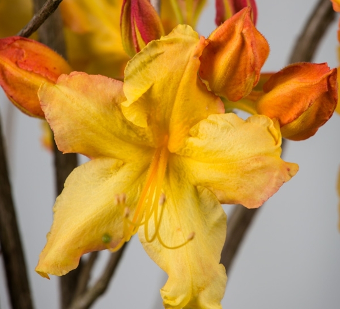 Rhododendron Sunbow® 'Solar Flare™' (124308)