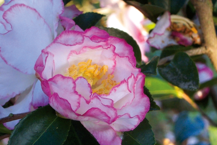 Camellia sasanqua October Magic® 'Inspiration' (124689)