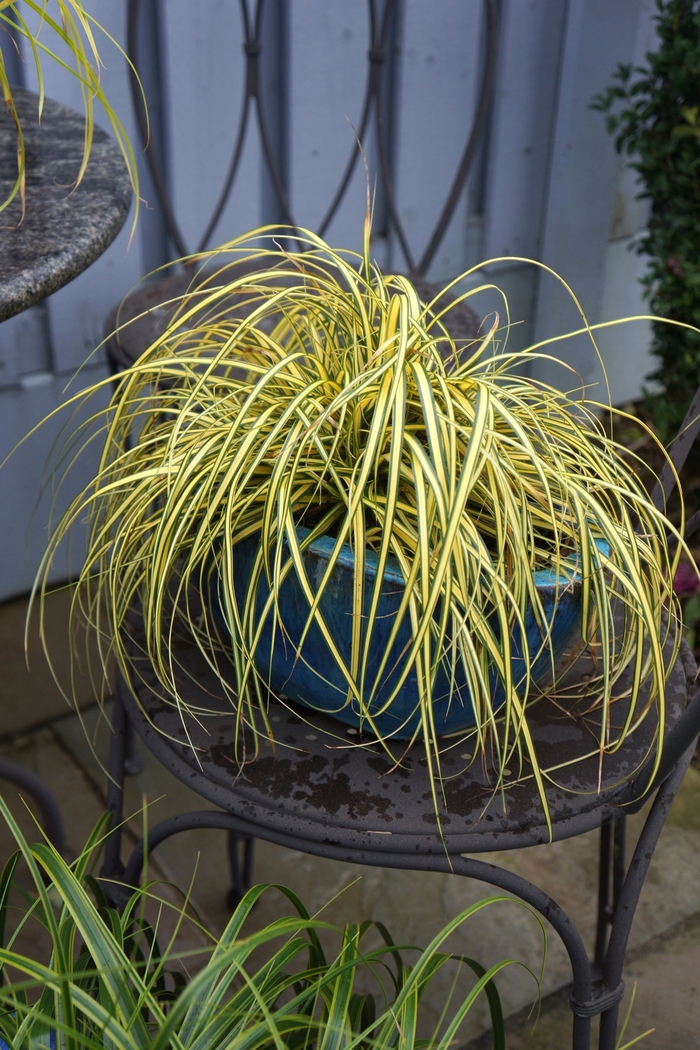 Carex oshimensis Evercolor® 'Everoro' (124718)