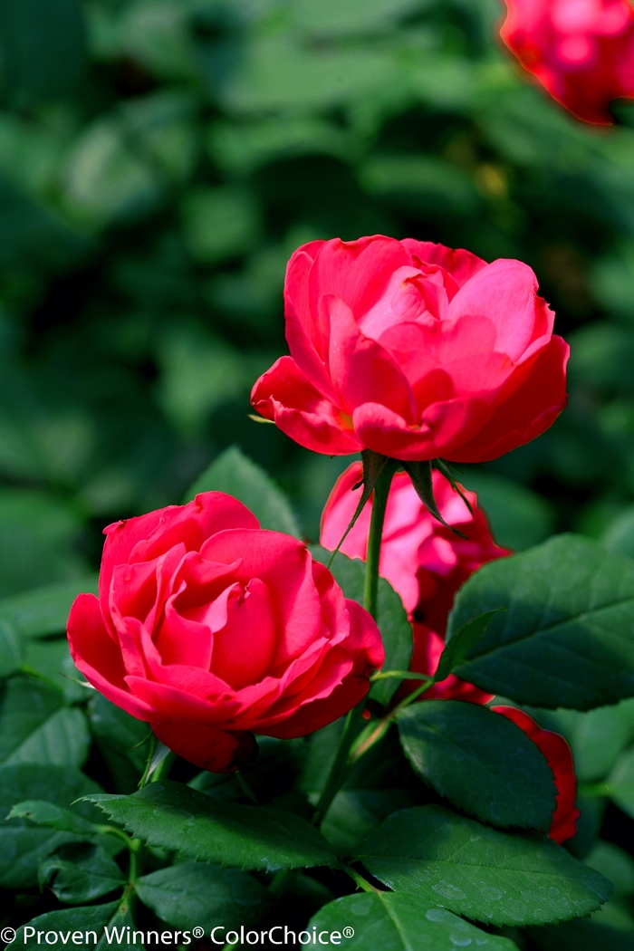 Rosa 'Oso Easy Double Red®' (125616)