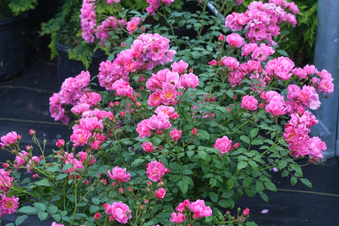 Rosa Oso Easy® 'Double Pink' (125813)