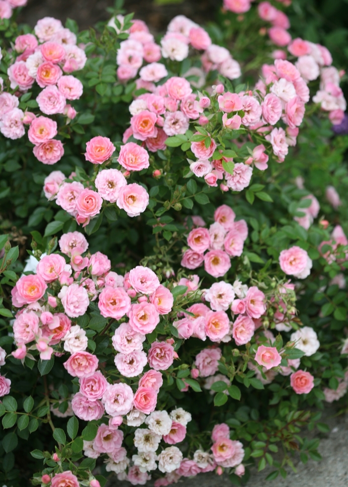 Rosa Oso Easy® 'Petit Pink' (125822)