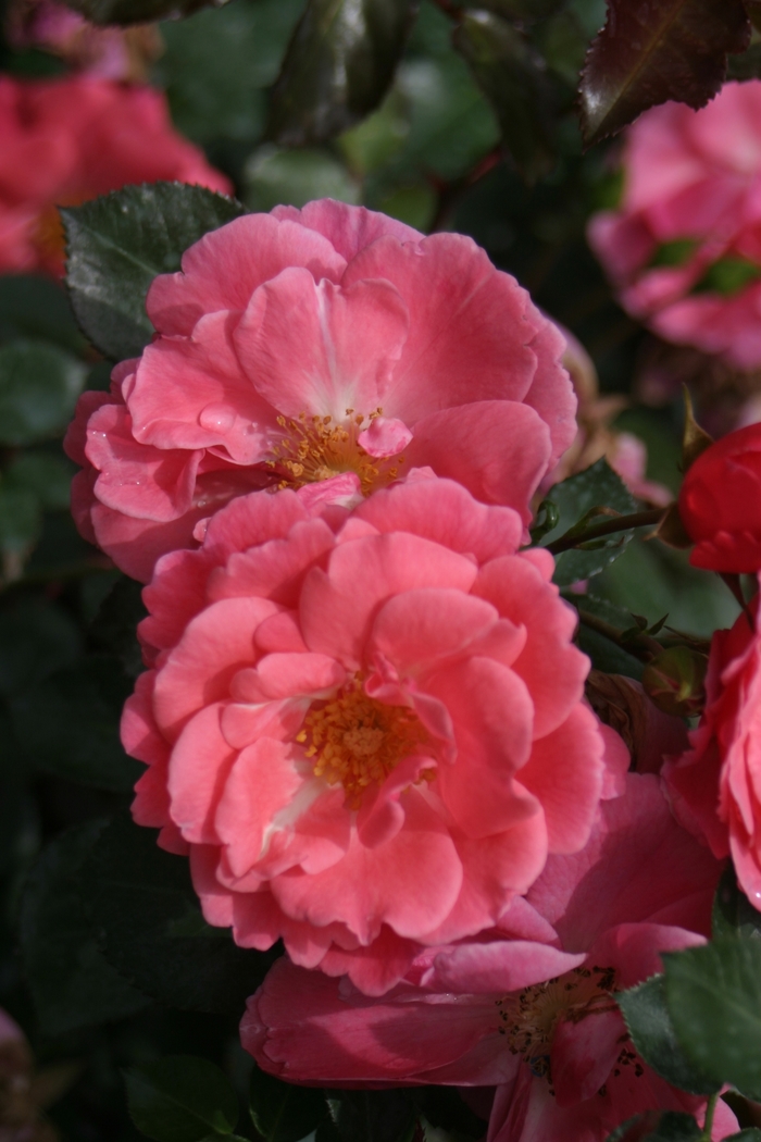 Rosa Oso Easy® 'Pink Cupcake' (125824)