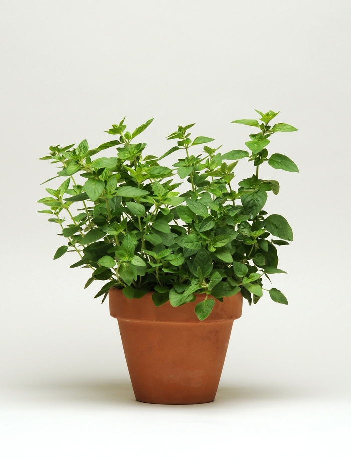Origanum vulgare Simply Herbs™ '' (126325)