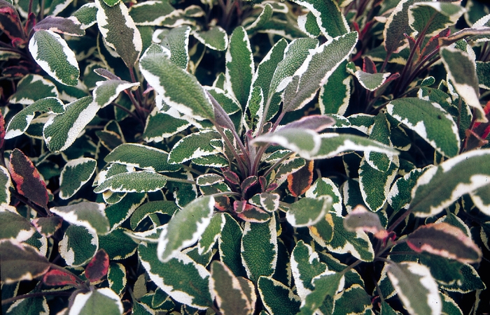 Salvia officinalis 'Tricolor' (126723)