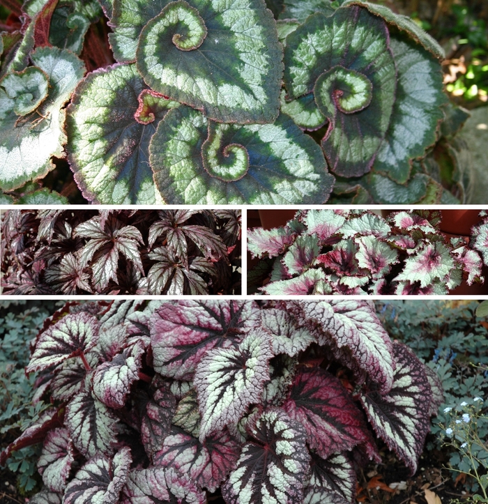 Begonia rex-cultorum 'Multiple Varieties' (126740)