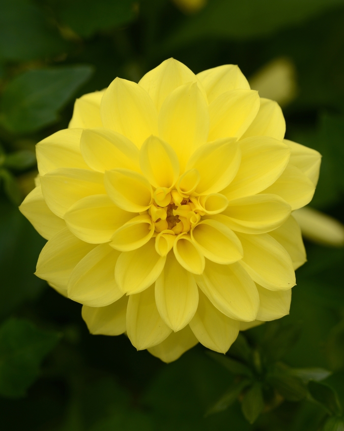 Dahlia Dalaya® 'Yellow' (127838)