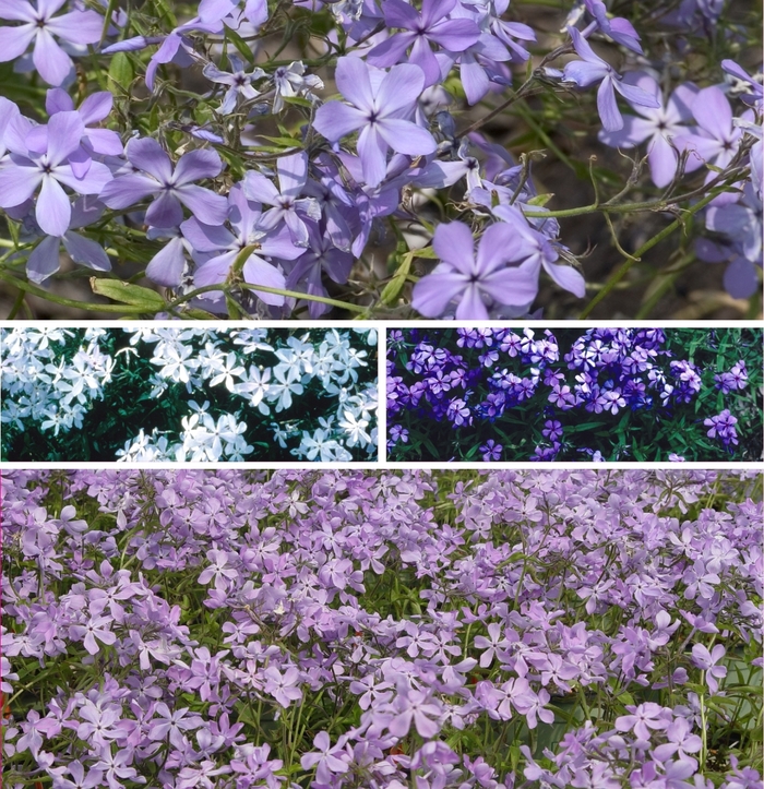 Phlox divaricata Woodland Phlox from Garden Center Marketing