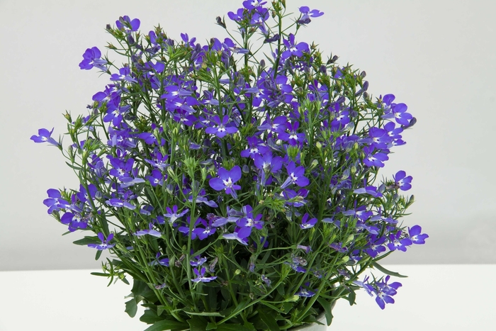 Lobelia erinus Magadi™ 'Compact Dark Blue' Lobelia from Garden Center ...