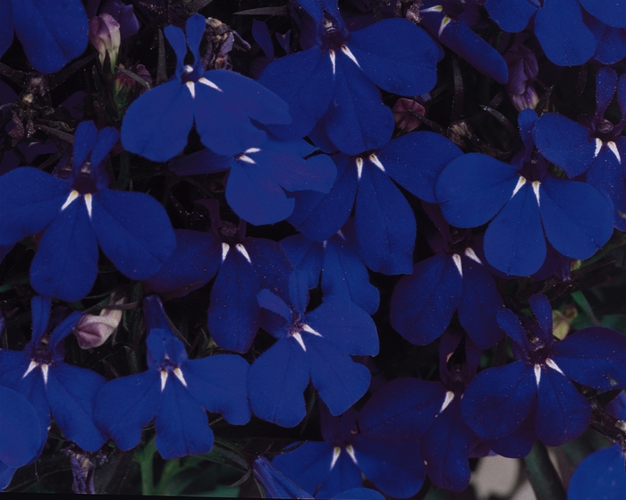 Lobelia erinus Riviera 'Midnight Blue' (129285)