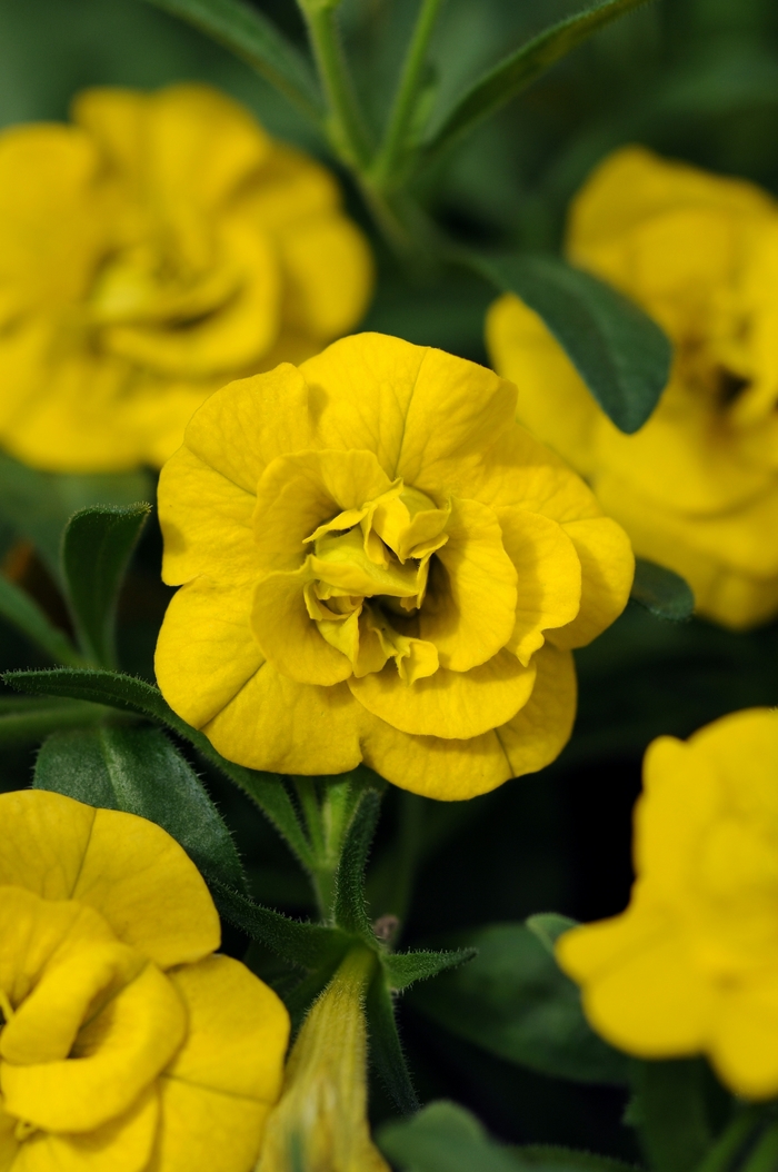 Calibrachoa MiniFamous® 'Double Deep Yellow' (129650)