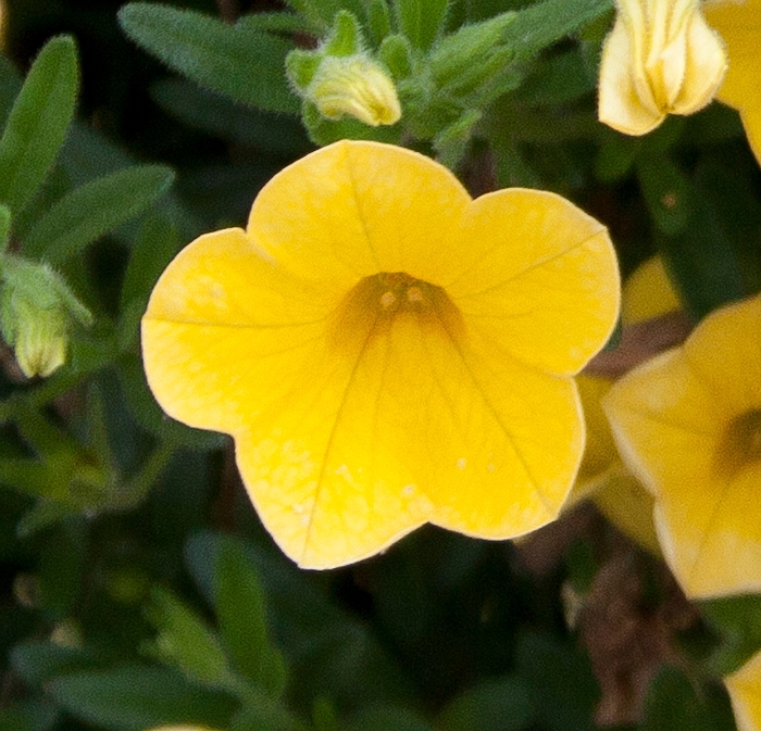 Calibrachoa MiniFamous® 'Pure Yellow' (129713)